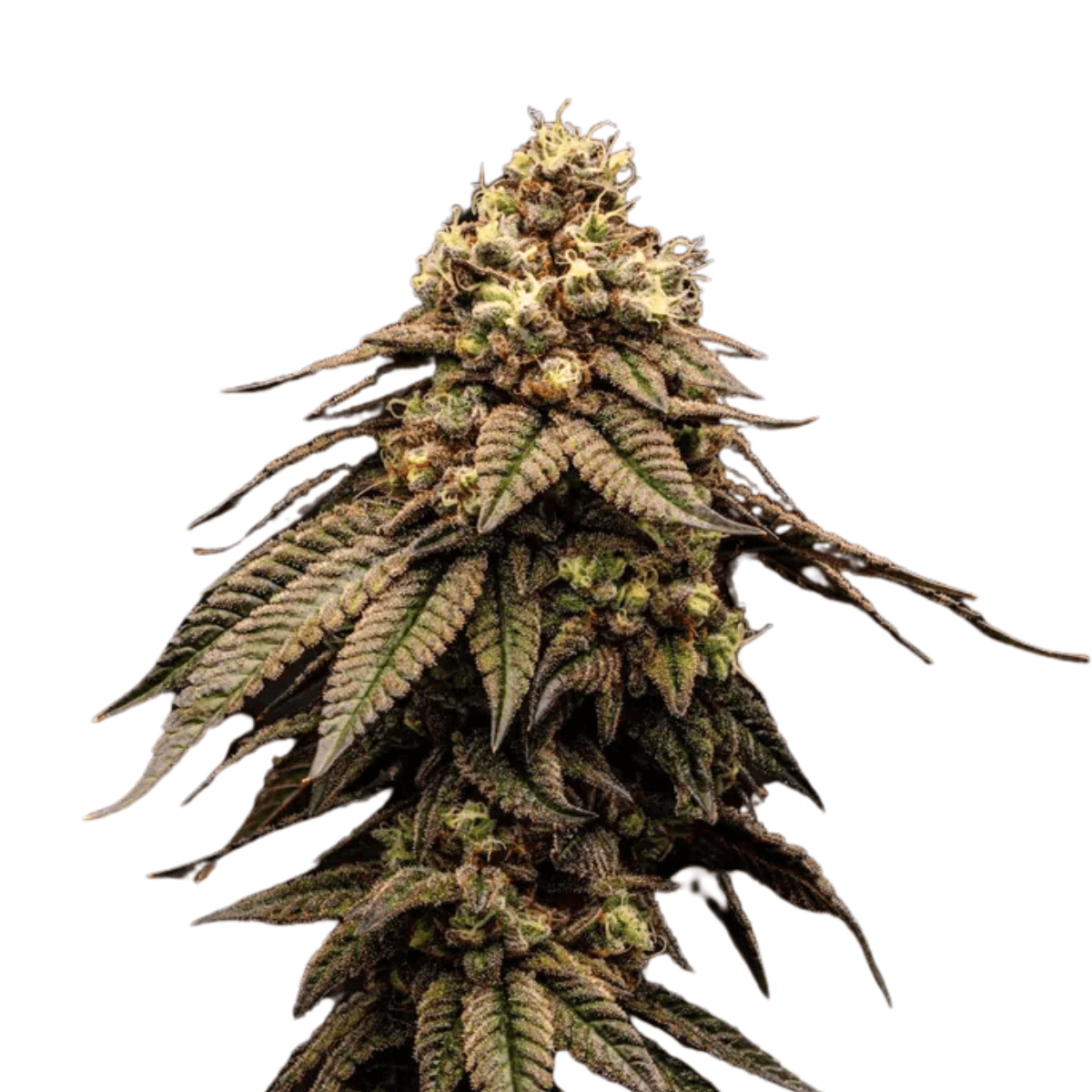 Cannabis der Sorte Cap Junky