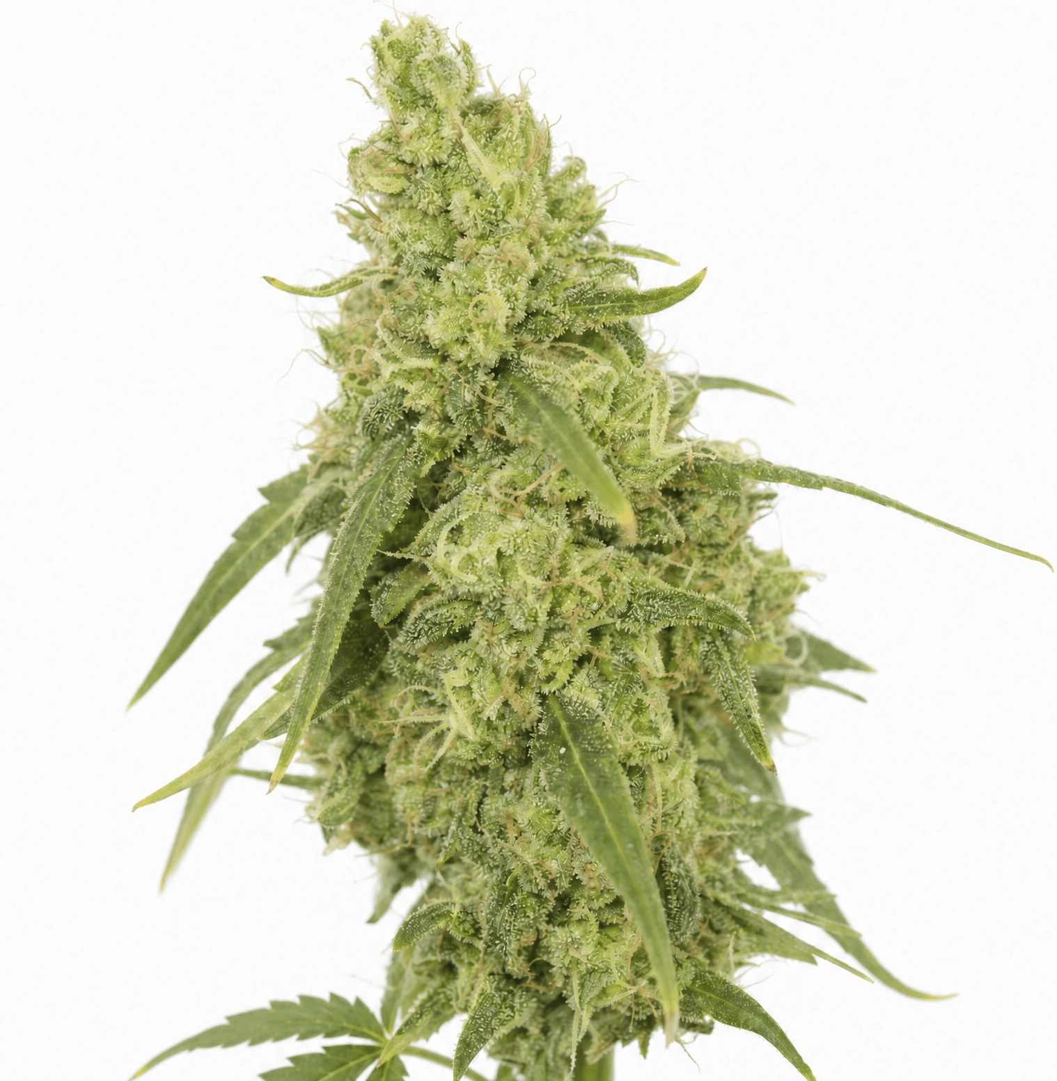 Cannabis der Sorte Cappuccino