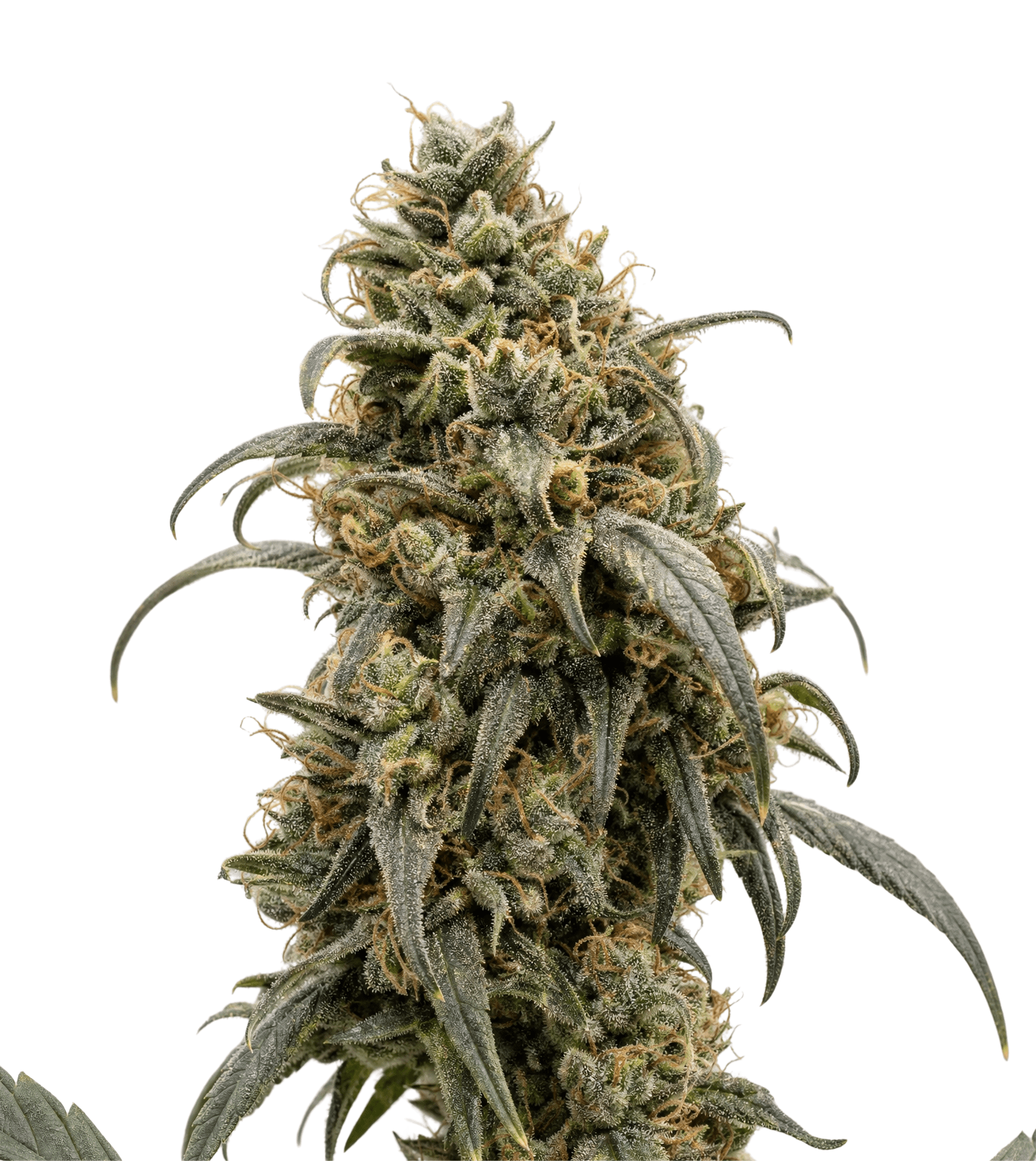 Cannabis der Sorte Capri Haze