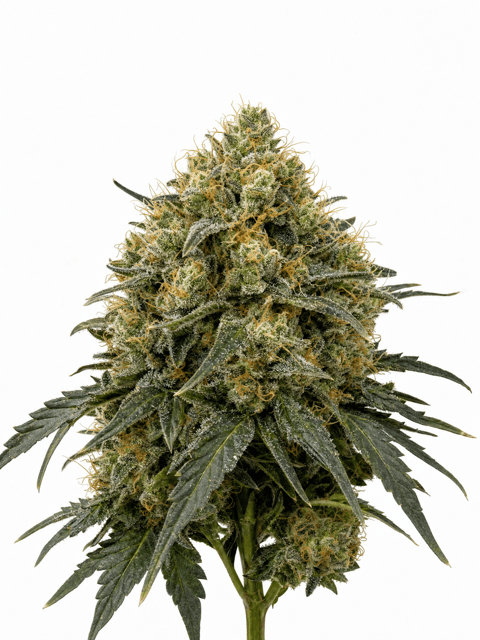 Cannabis der Sorte Captain Krypt OG