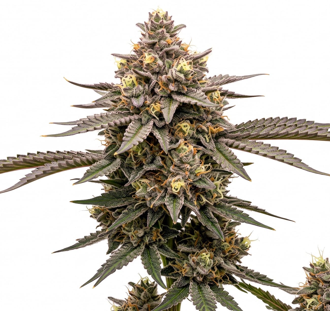 Cannabis der Sorte Caramel Apple Gelato
