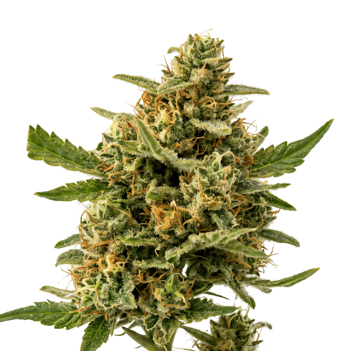 Cannabis der Sorte Caramel CBD