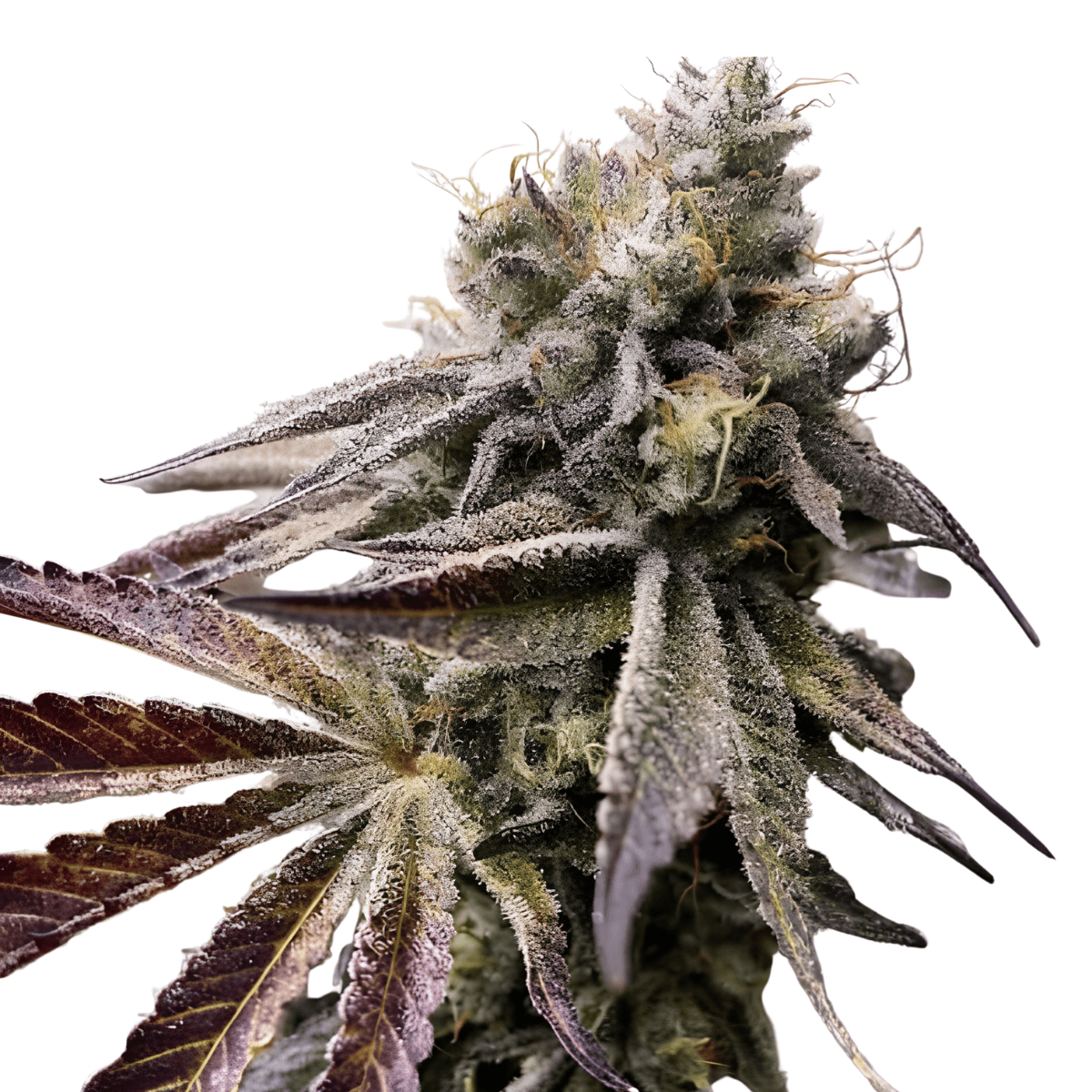 Cannabis der Sorte Carmelita