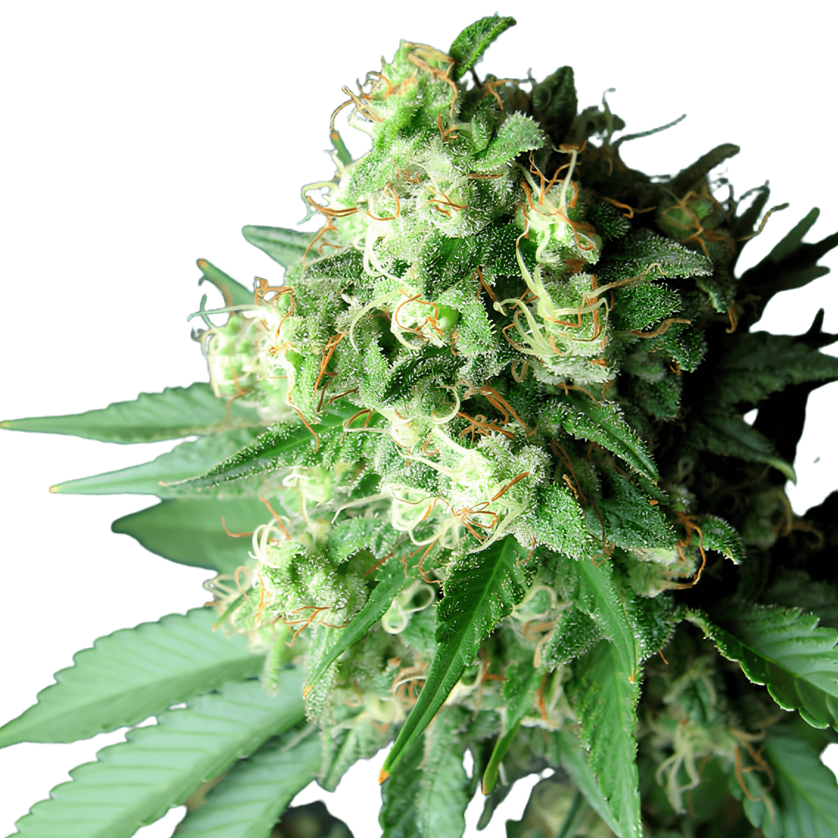 Cannabis der Sorte Casey Jones