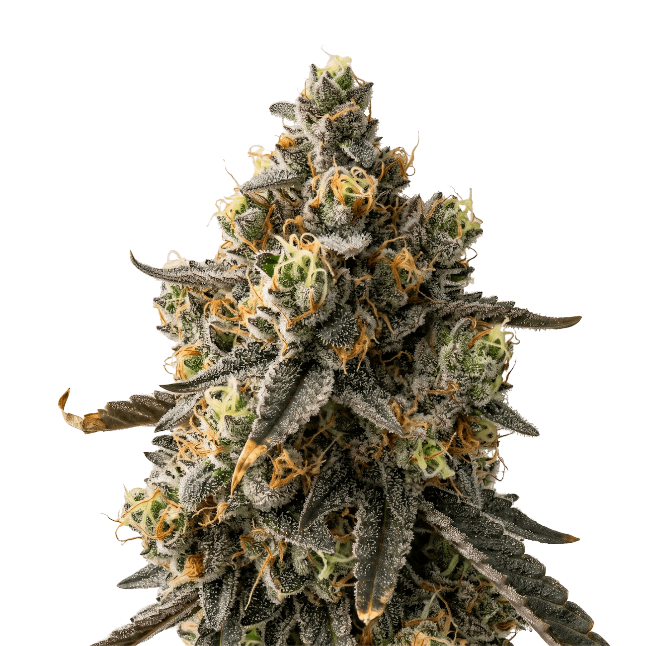 Cannabis der Sorte Caviar Gold