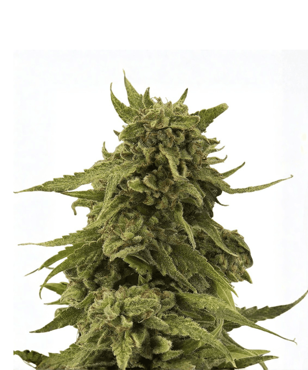 Cannabis der Sorte CBD Critical Cure