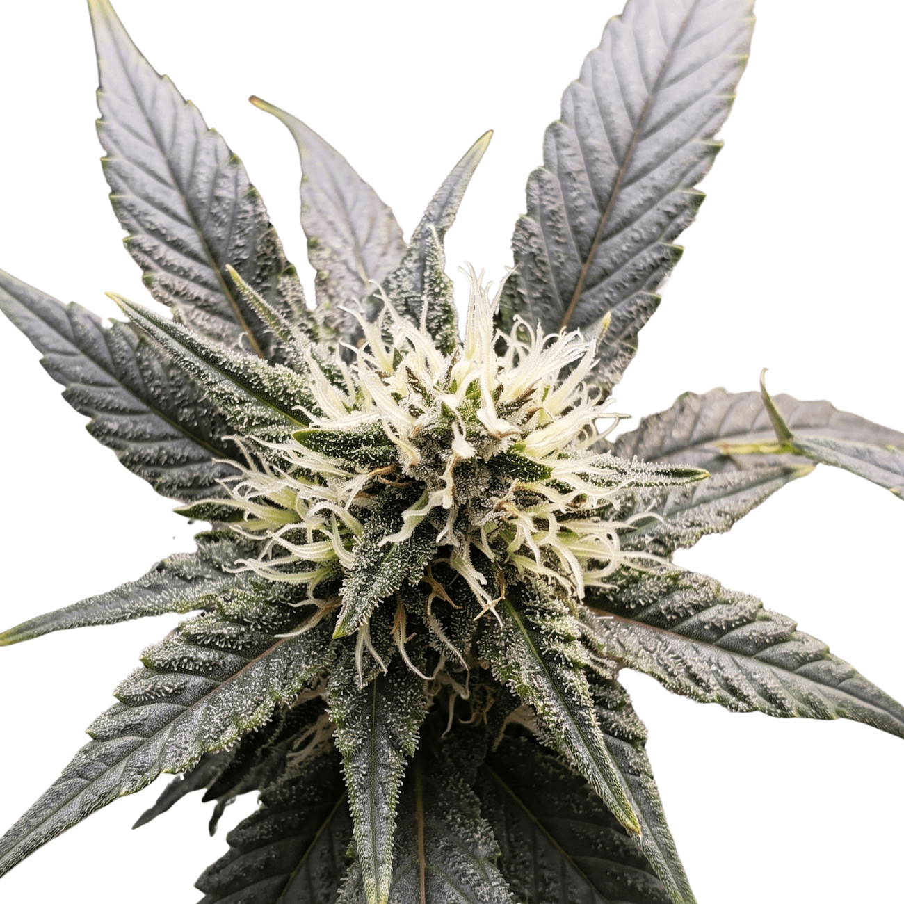 Cannabis der Sorte CBD God Bud