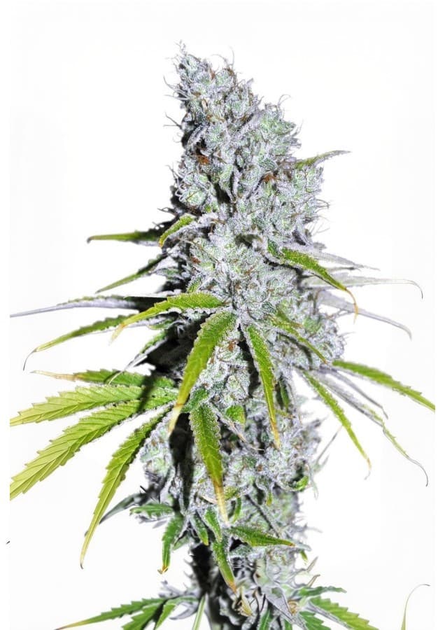 Cannabis der Sorte CBD Skunk Haze