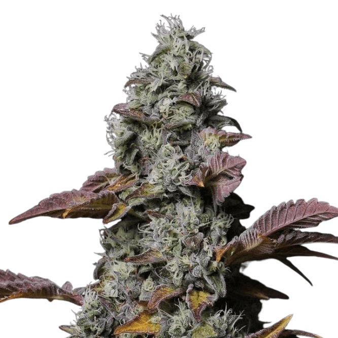 Cannabis der Sorte Cement Shoes