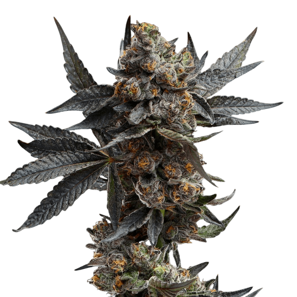 Cannabis der Sorte Cereal Milk