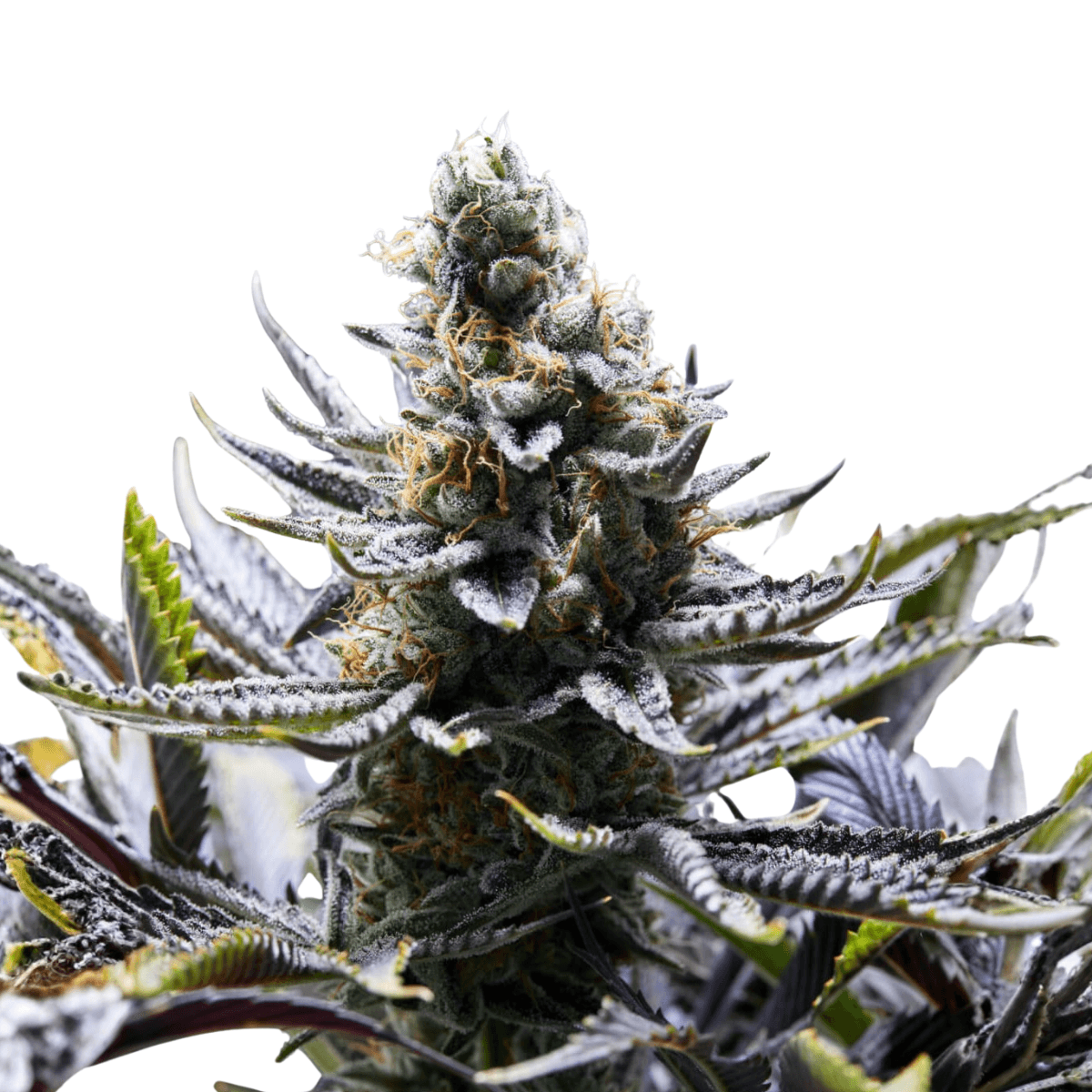 Cannabis der Sorte Chapel Of Love