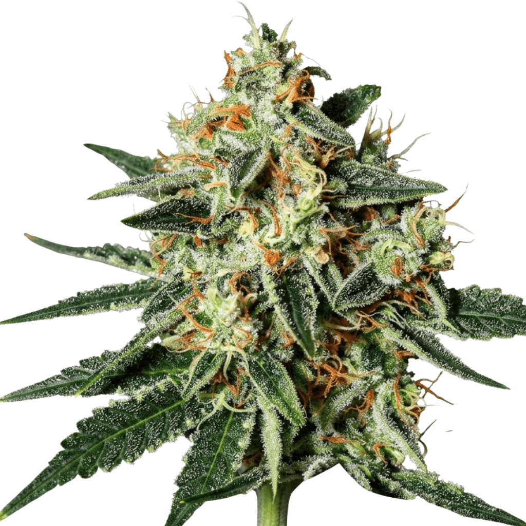 Cannabis der Sorte Cheddar Skunk