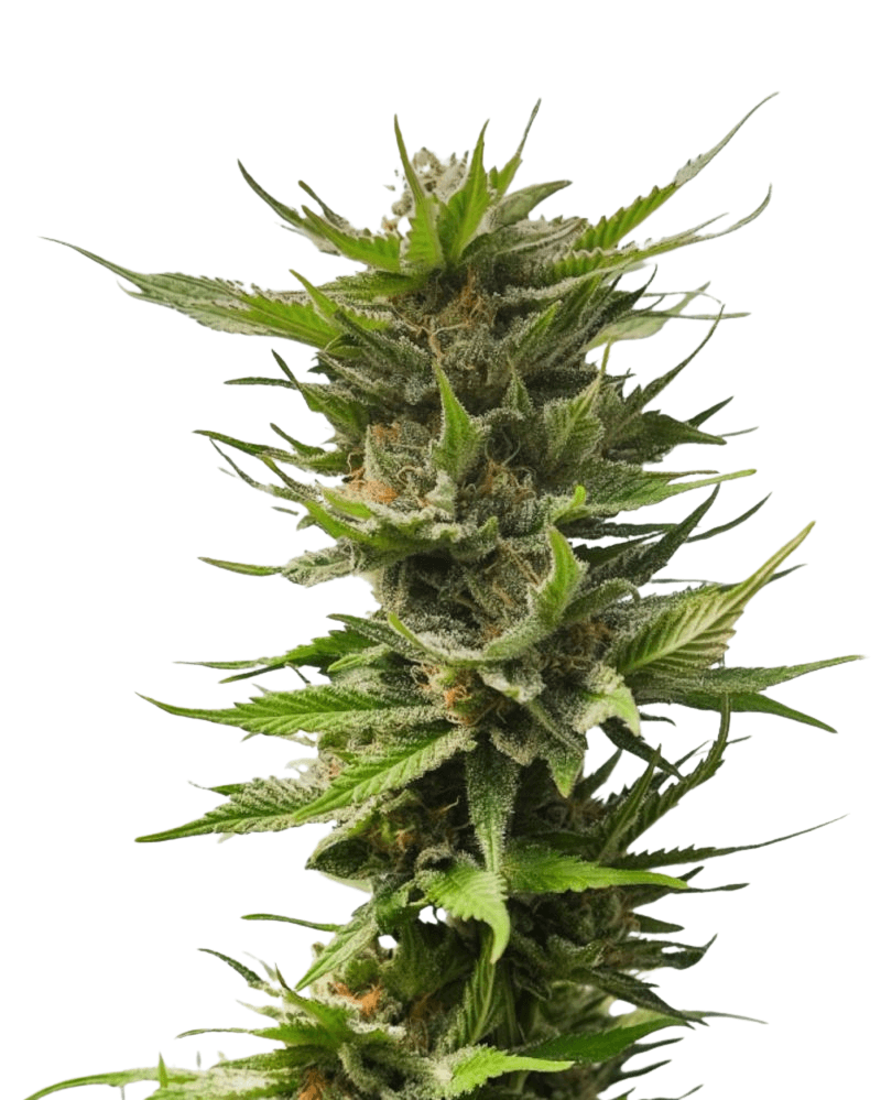 Cannabis der Sorte Cheesotho