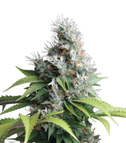 Cannabis der Sorte Chem's Sister