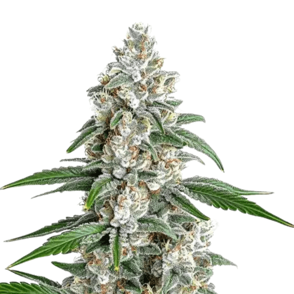 Cannabis der Sorte Chemdawg Cookies