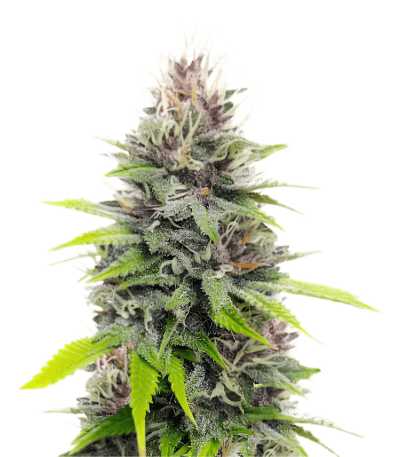 Cannabis der Sorte Chem OG