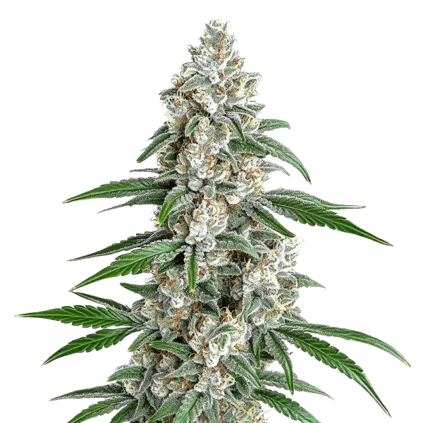 Cannabis der Sorte Chem Scout Cookies