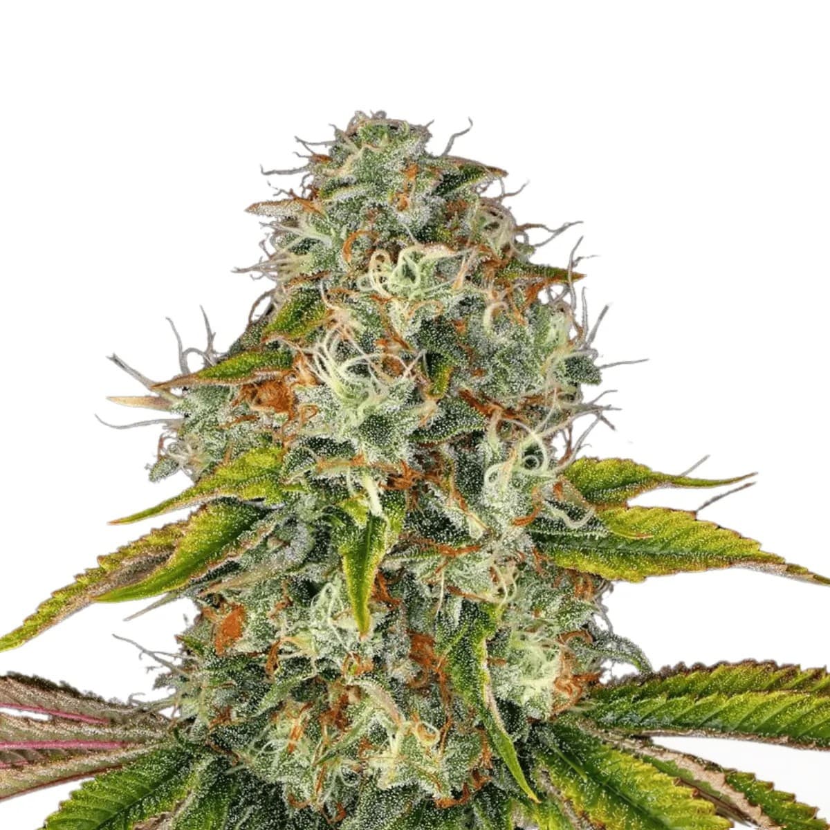 Cannabis der Sorte Chemango Kush