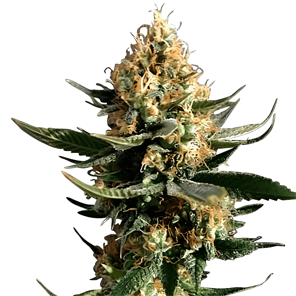 Cannabis der Sorte Chemdawg 91