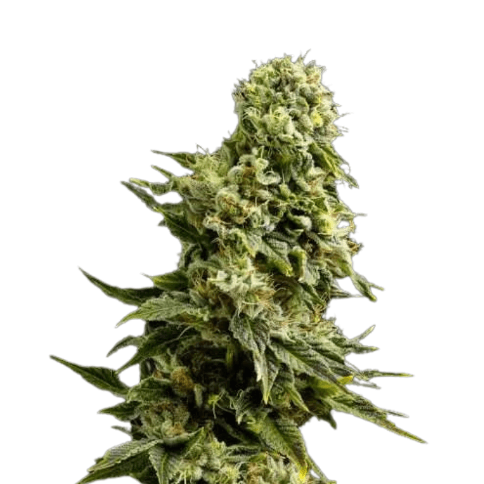 Cannabis der Sorte Chemdog
