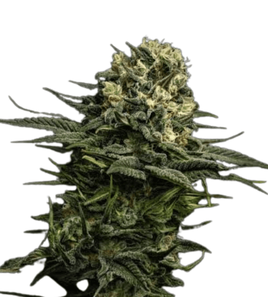 Cannabis der Sorte Chemical Kush