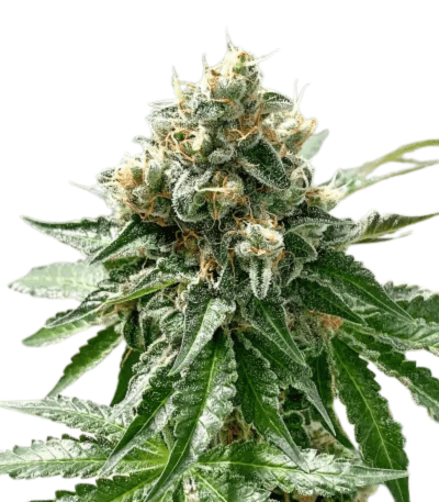 Cannabis der Sorte ChemPie