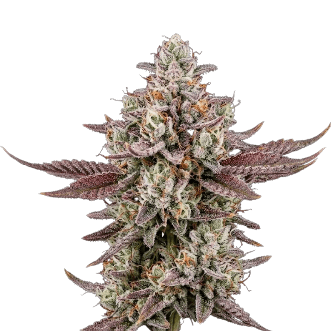 Cannabis der Sorte Cherry Cocktail