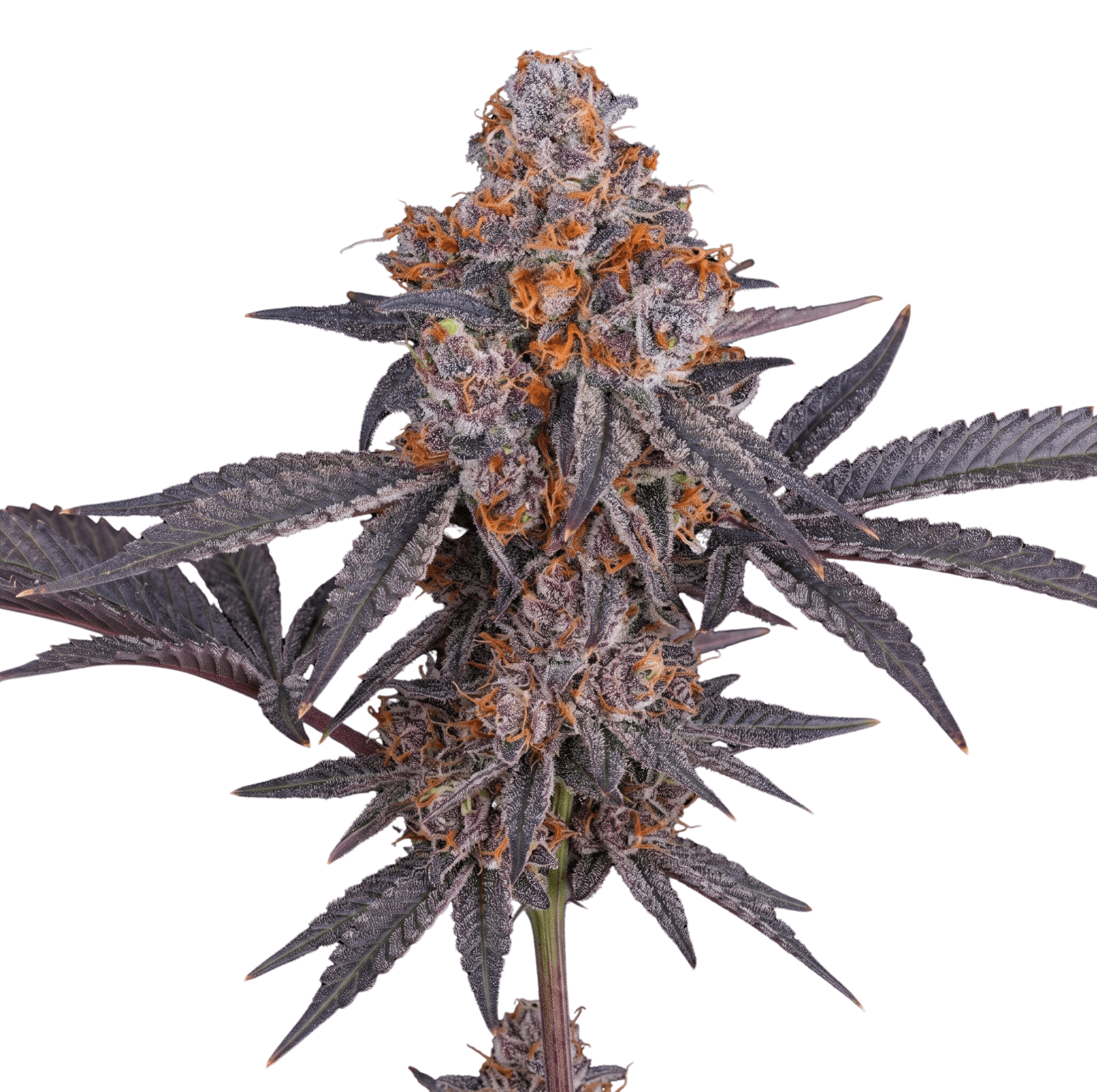 Cannabis der Sorte Cherry Cookies