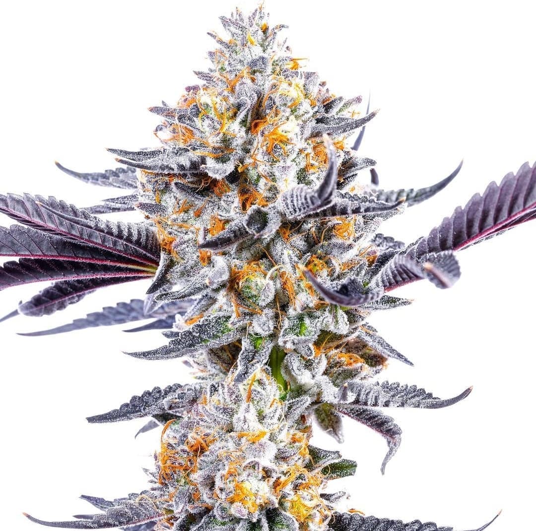 Cannabis der Sorte Cherry DoSiDos