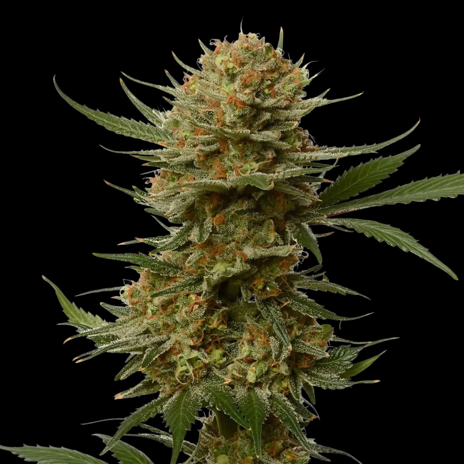 Cannabis der Sorte Citrus Bowl