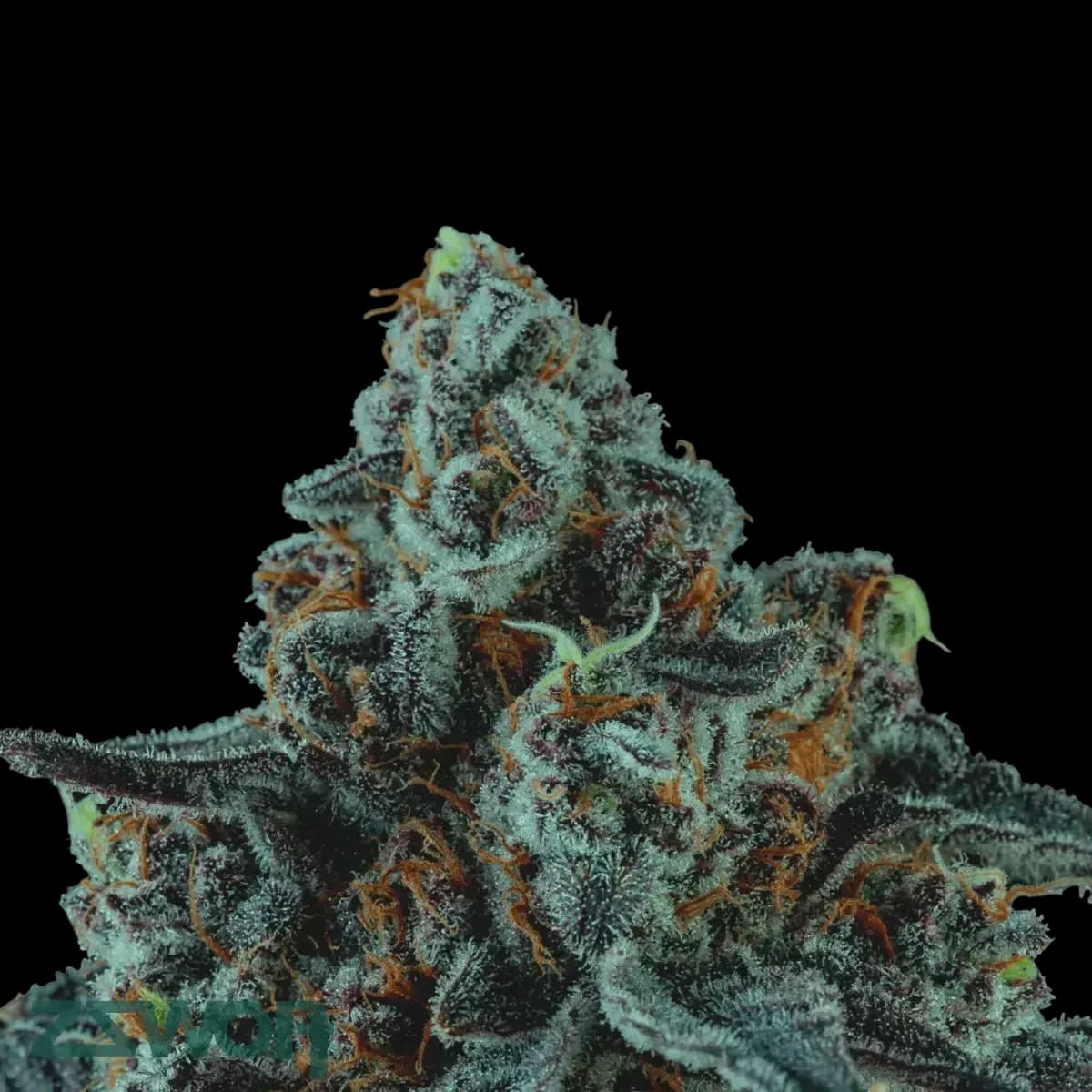 Cannabis der Sorte El Jefe Zoap