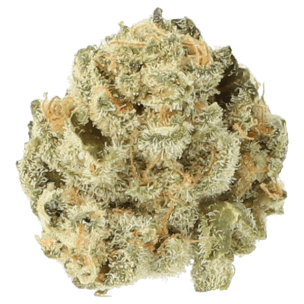 Cannabis der Sorte El Jefe