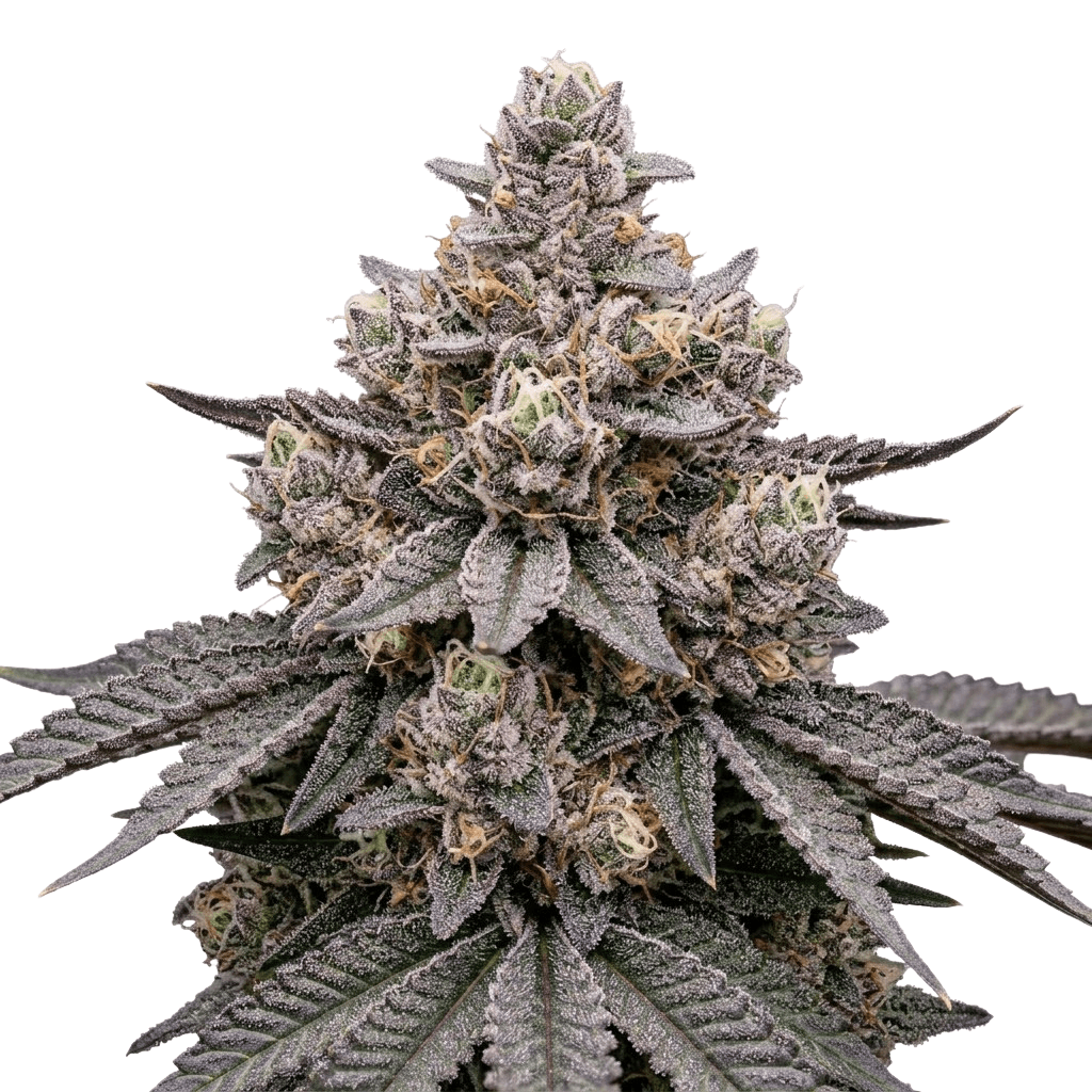 Cannabis der Sorte Flawless Victory