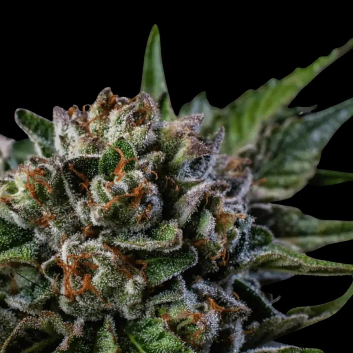 Cannabis der Sorte Gary Payton x Gushers