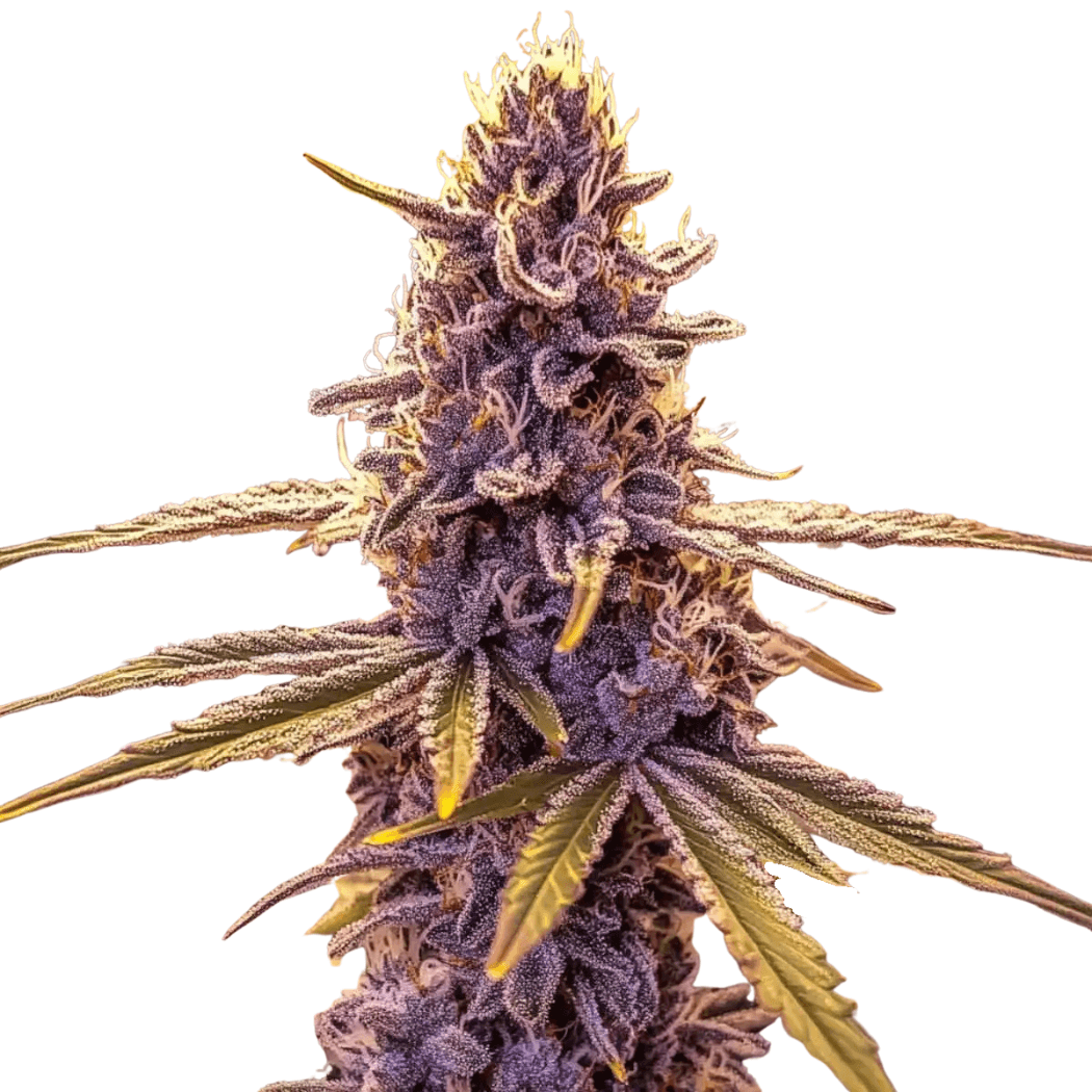 Cannabis der Sorte Georgia Pie