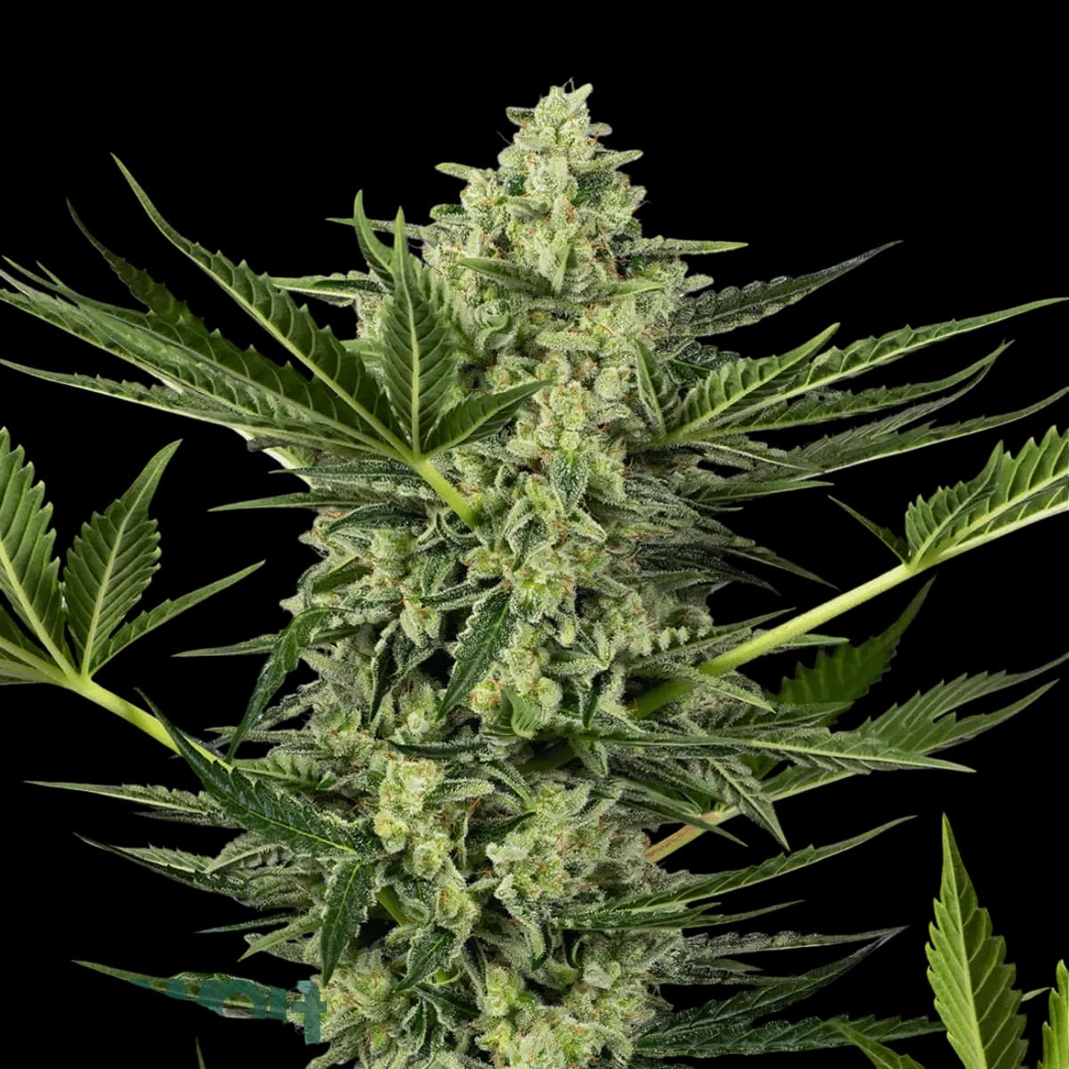 Cannabis der Sorte Grave Digger