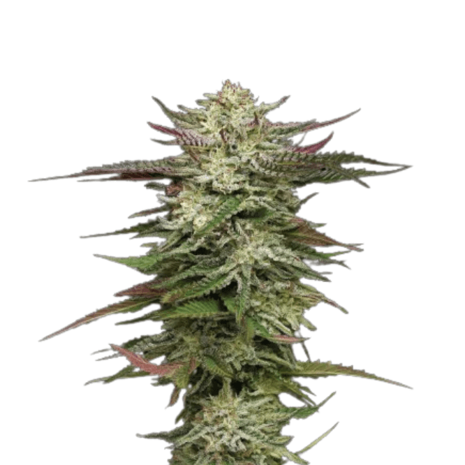 Cannabis der Sorte Headband