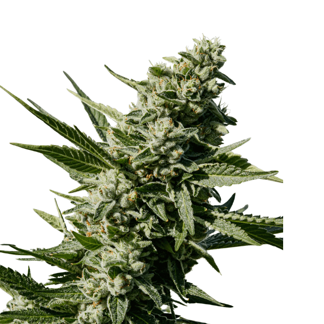 Cannabis der Sorte Jet Fuel Gelato