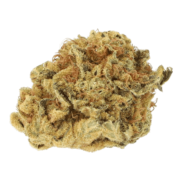 Cannabis der Sorte Kades Kush