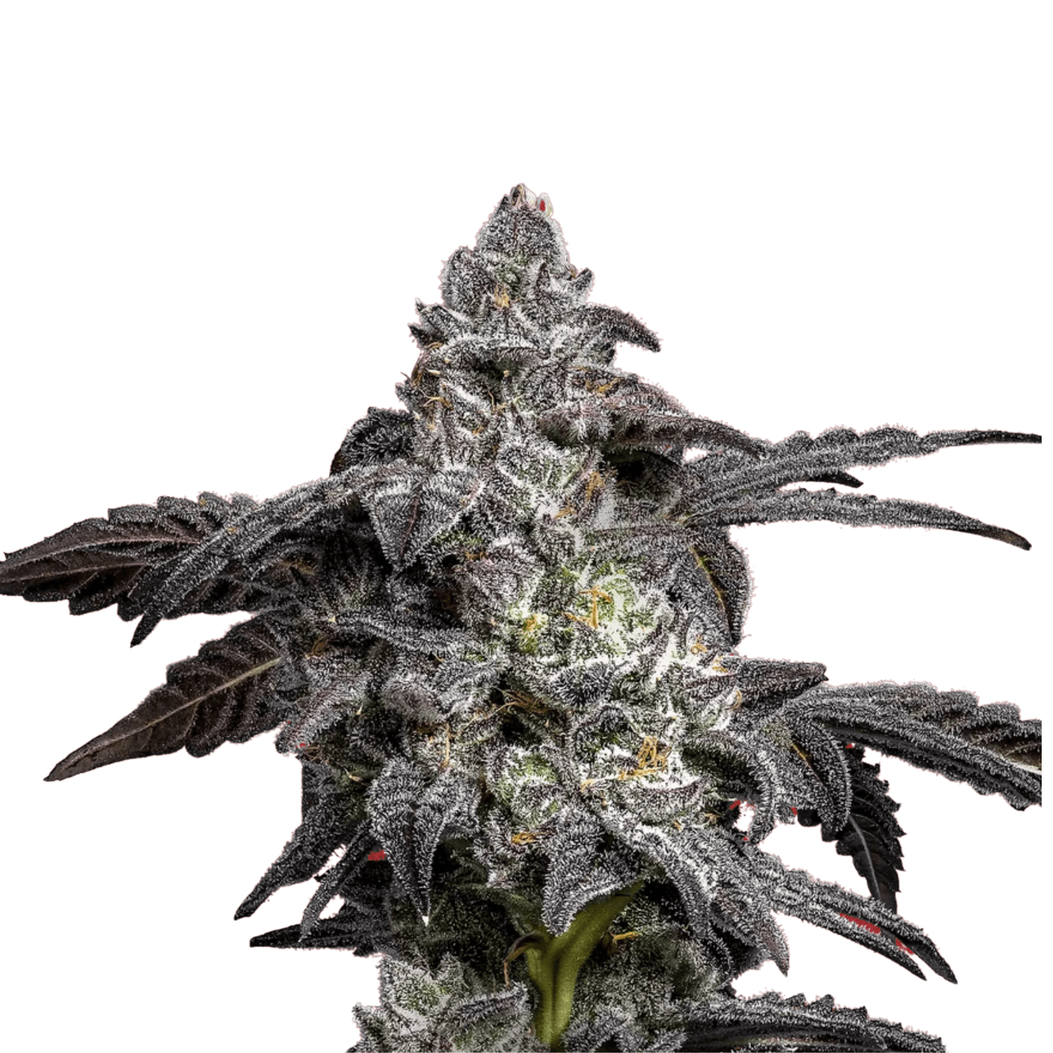 Cannabis der Sorte Mac Doughnut