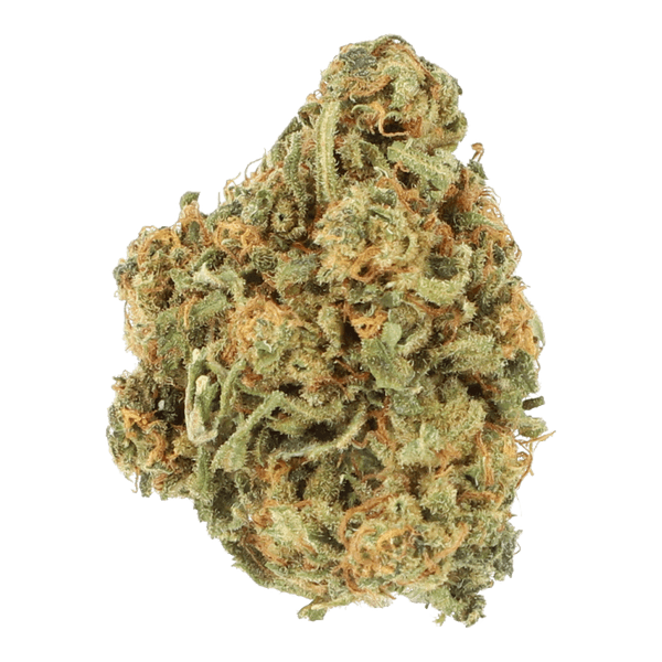 Cannabis der Sorte Mango Haze