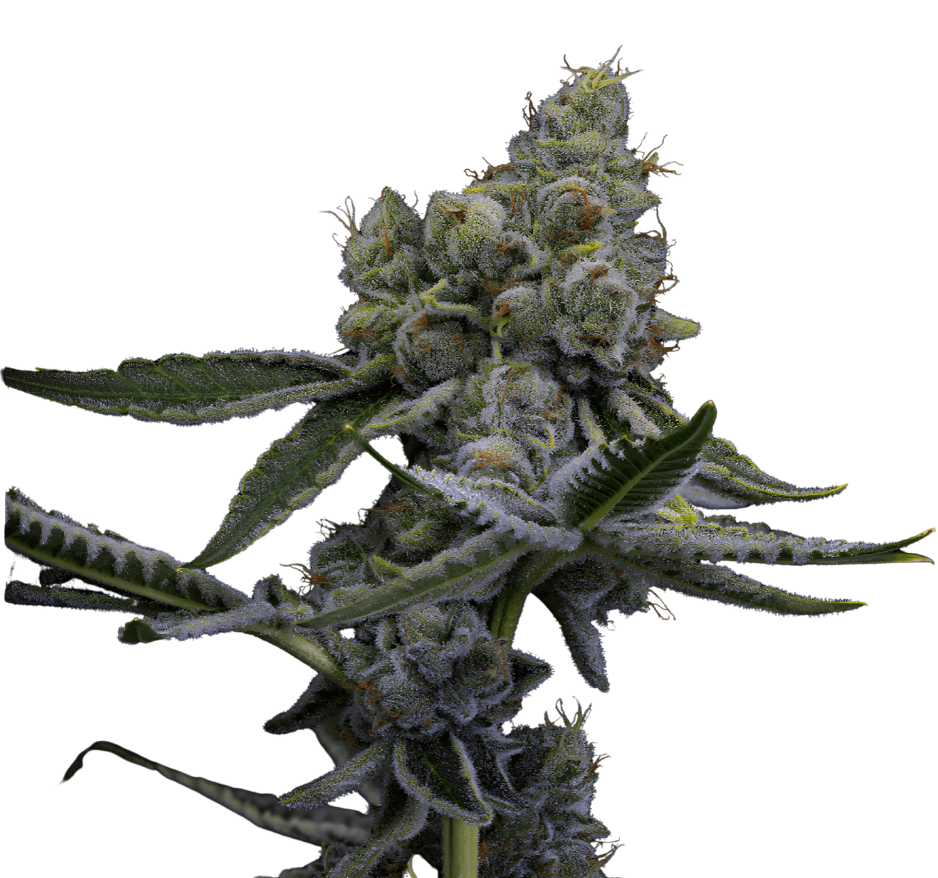 Cannabis der Sorte OJ Zainbow