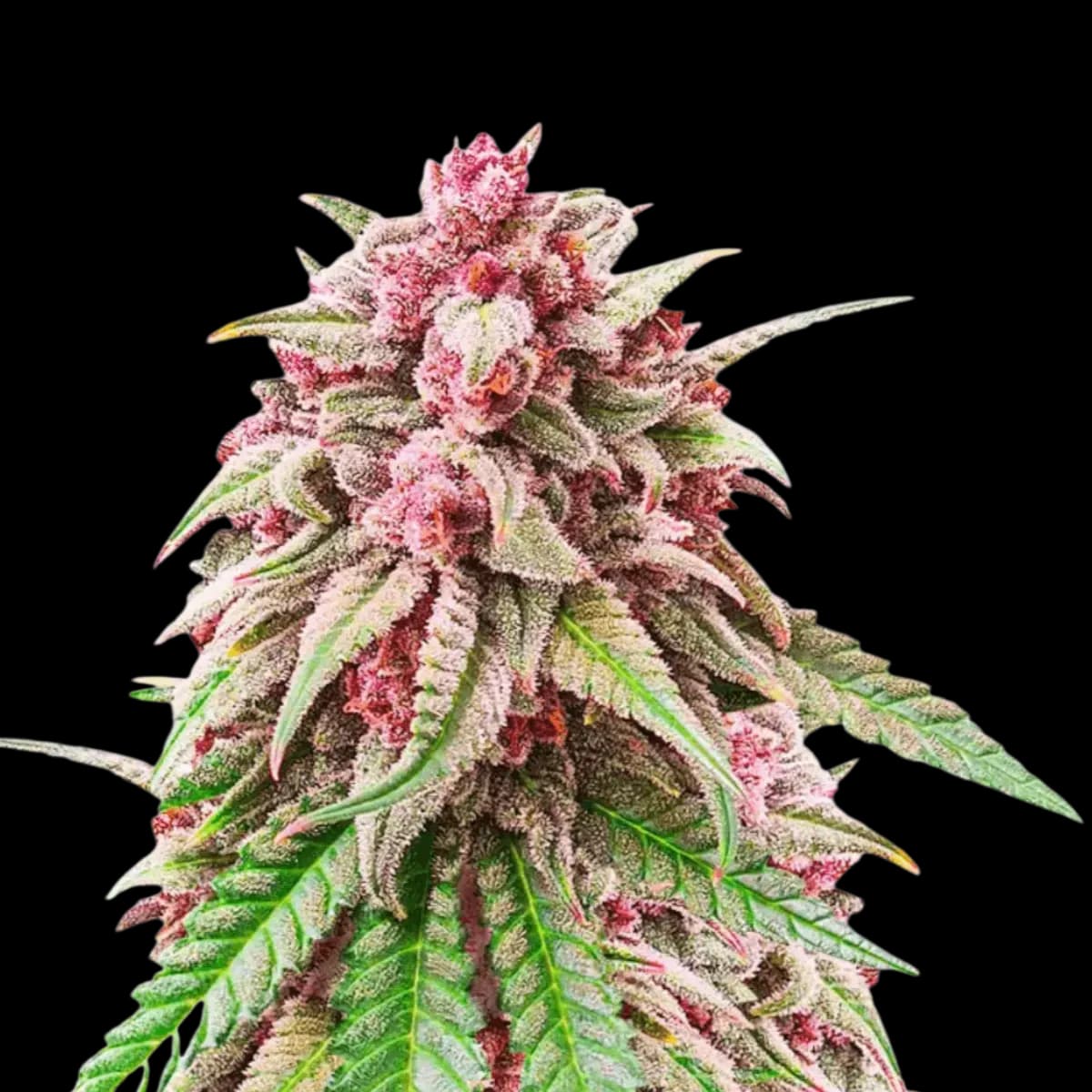 Cannabis der Sorte Pink Bubba