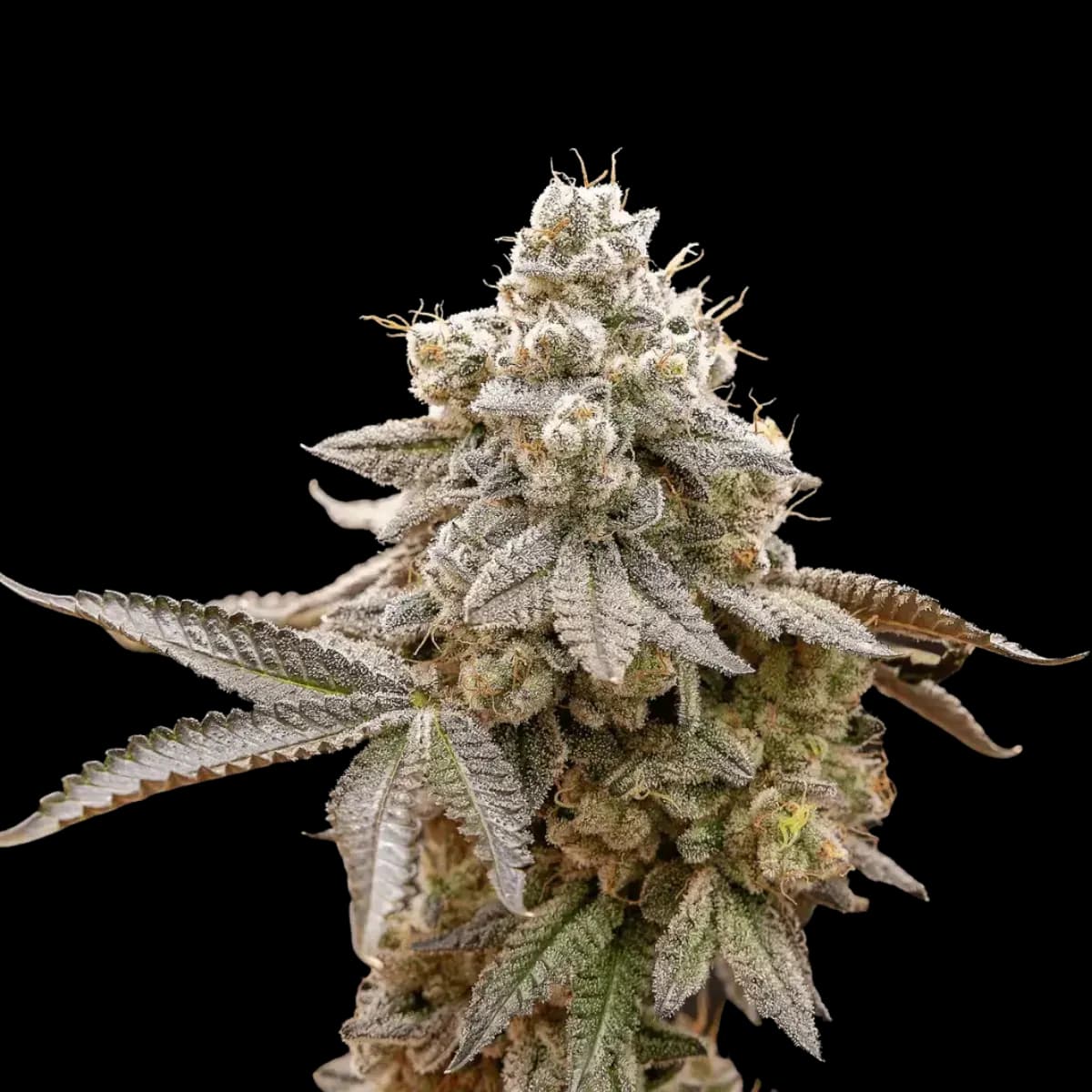 Cannabis der Sorte Purple Churro