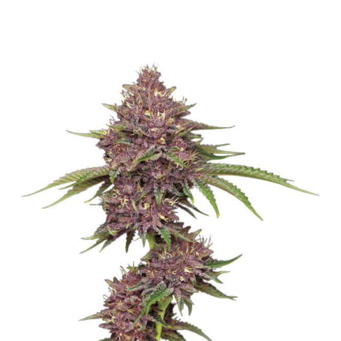 Cannabis der Sorte Purps