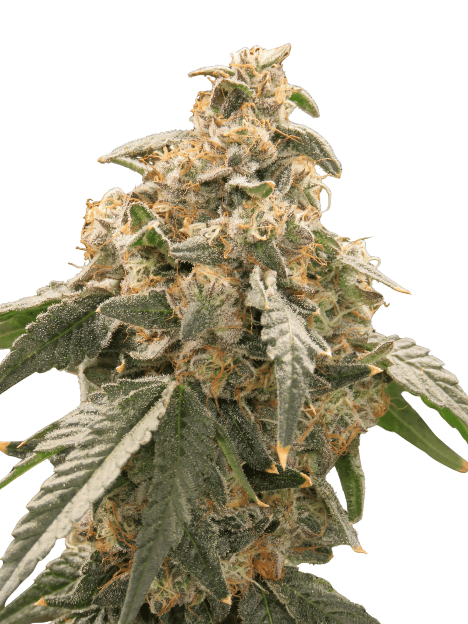 Cannabis der Sorte The Soap