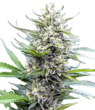 Cannabis der Sorte Strawberry Ice