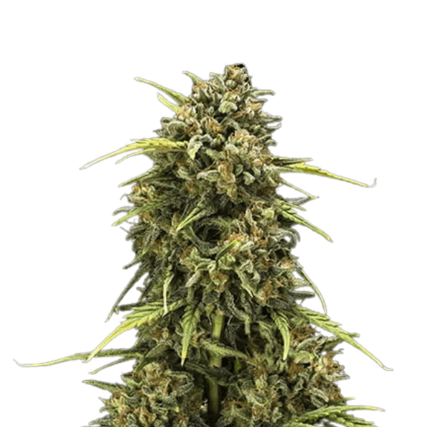 Cannabis der Sorte Sweet Skunk